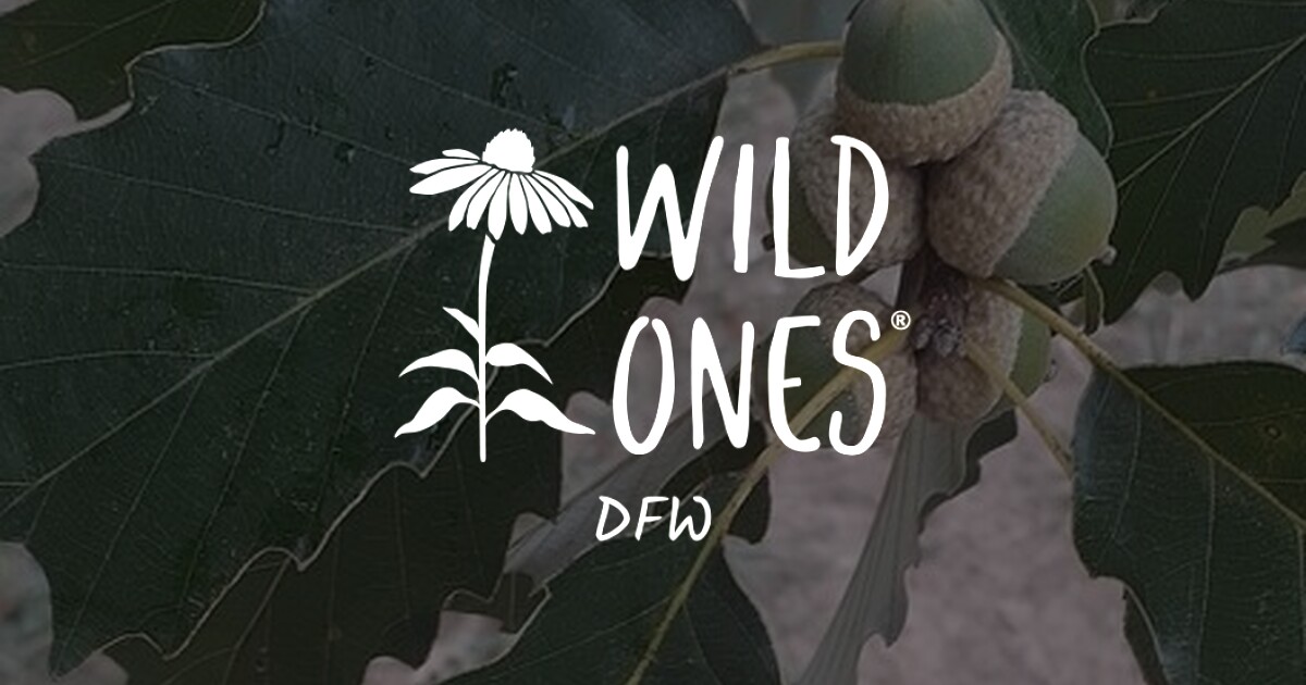 Chinquapin Oak (Quercus muehlenbergii) – Wild Ones DFW Chapter