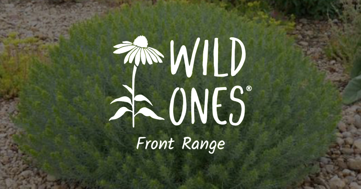 Plant Spotlight: Baby Blue Rabbitbrush - Wild Ones Front Range Chapter