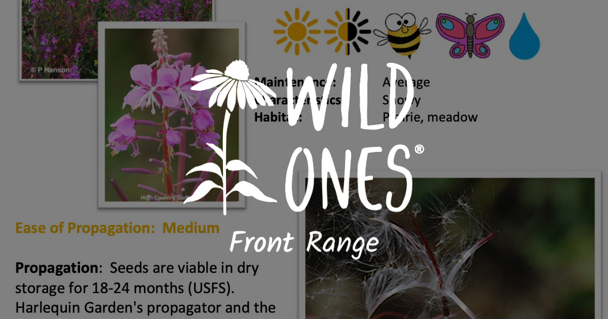 Chamerion angustifolium (Fireweed) - Forb - Native Plant Species Sheet ...