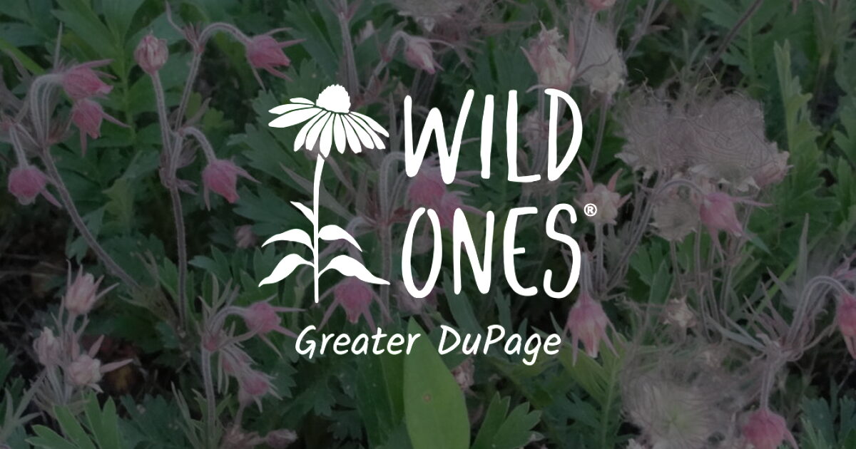 Native Plant Nurseries - Wild Ones Greater DuPage