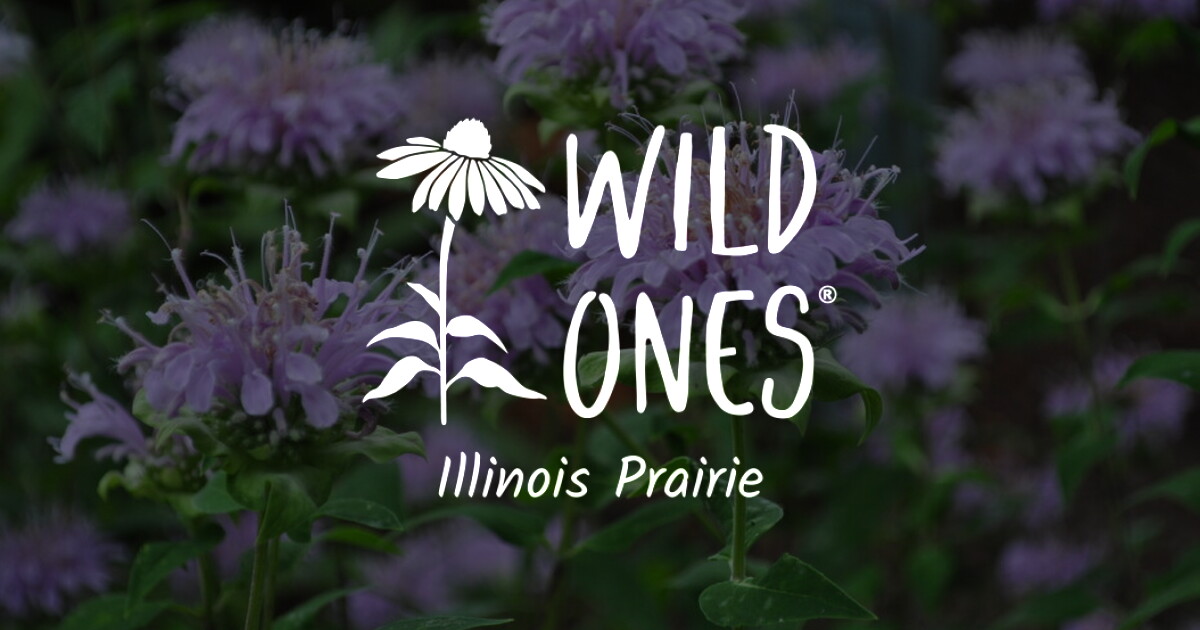 Join – Wild Ones Illinois Prairie Chapter