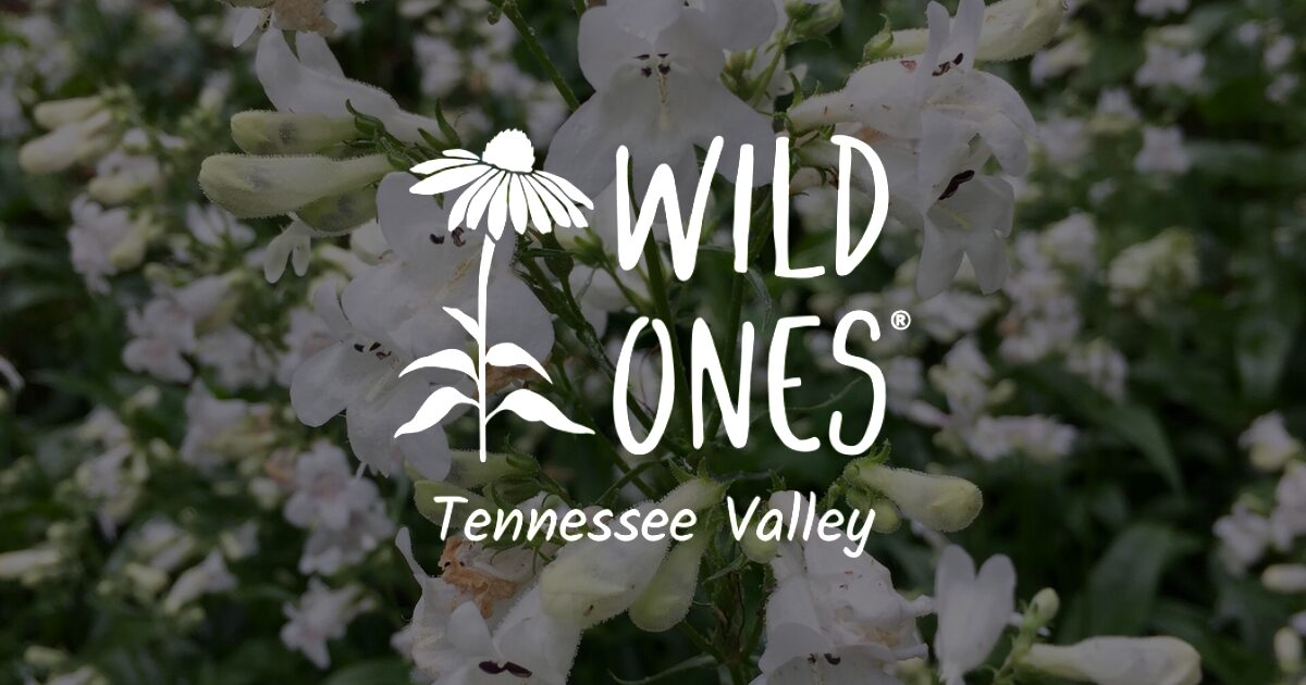 Foxglove Beardtongue - Wild Ones Tennessee Valley Chapter