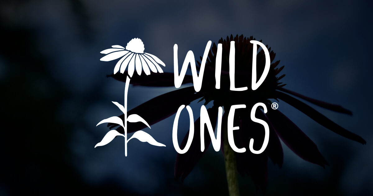 Book Review: Night Magic by Leigh Ann Henion - Wild Ones: Native