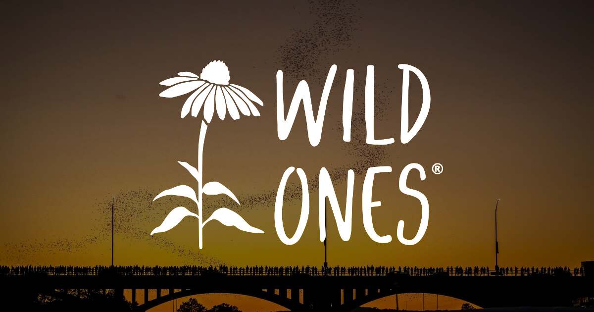Free National Webinar- Bats in the Backyard with Bat Conservation International — Education in online · Chattanooga, TN