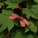 Vine Maple