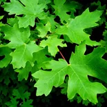 Bigtooth Maple