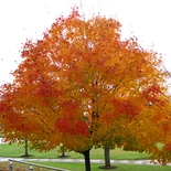 Acer saccharum