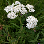Yarrow
