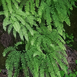 Northern Maidenhair Fern