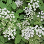 Aegopodium podagraria