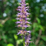 Anise Hyssop