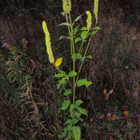 Agastache nepetoides
