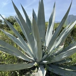 Agave americana