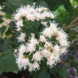 White Mist Flower