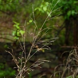Agrostis perennans