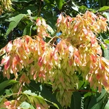 Ailanthus altissima