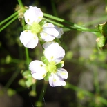Northern Water Plantain