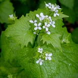 Alliaria petiolata