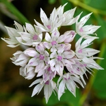 Allium L.