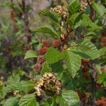 Alnus viridis