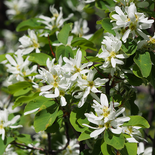 Saskatoon Serviceberry