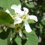 Utah Serviceberry