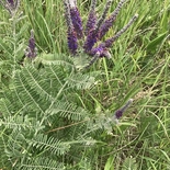 Leadplant