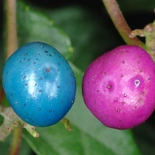 Ampelopsis brevipedunculata