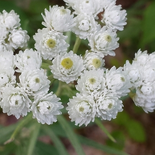 Pearly Everlasting