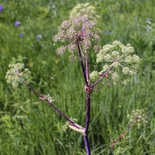 Purplestem Angelica