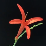 Flame Acanthus