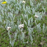 Antennaria Gaertn.