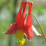 Wild Columbine