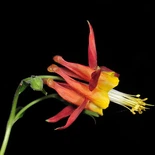 Western Columbine