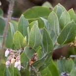 Hairy Manzanita