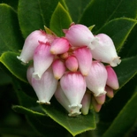 Arctostaphylos Adans.