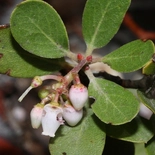 Media Manzanita