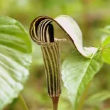 Arisaema Mart.