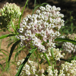 Narrow Leaf Milkweed