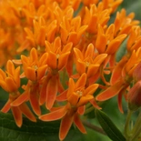 Butterfly Weed