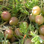 Astragalus crassicarpus