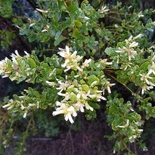 Coyote Bush