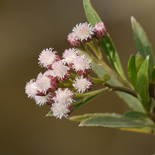 Baccharis salicifolia
