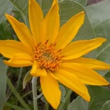 Balsamorhiza Nutt.