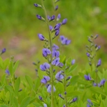 Blue Wild Indigo