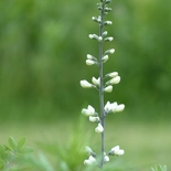 Baptisia Vent.