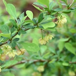 Berberis thunbergii