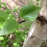 Betula papyrifera