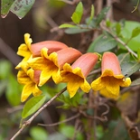 Cross Vine