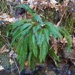 Deer Fern